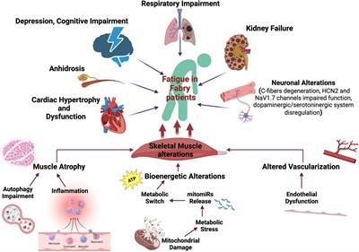 Fatigue as hallmark of Fabry disease: role of bioenergetic alterations